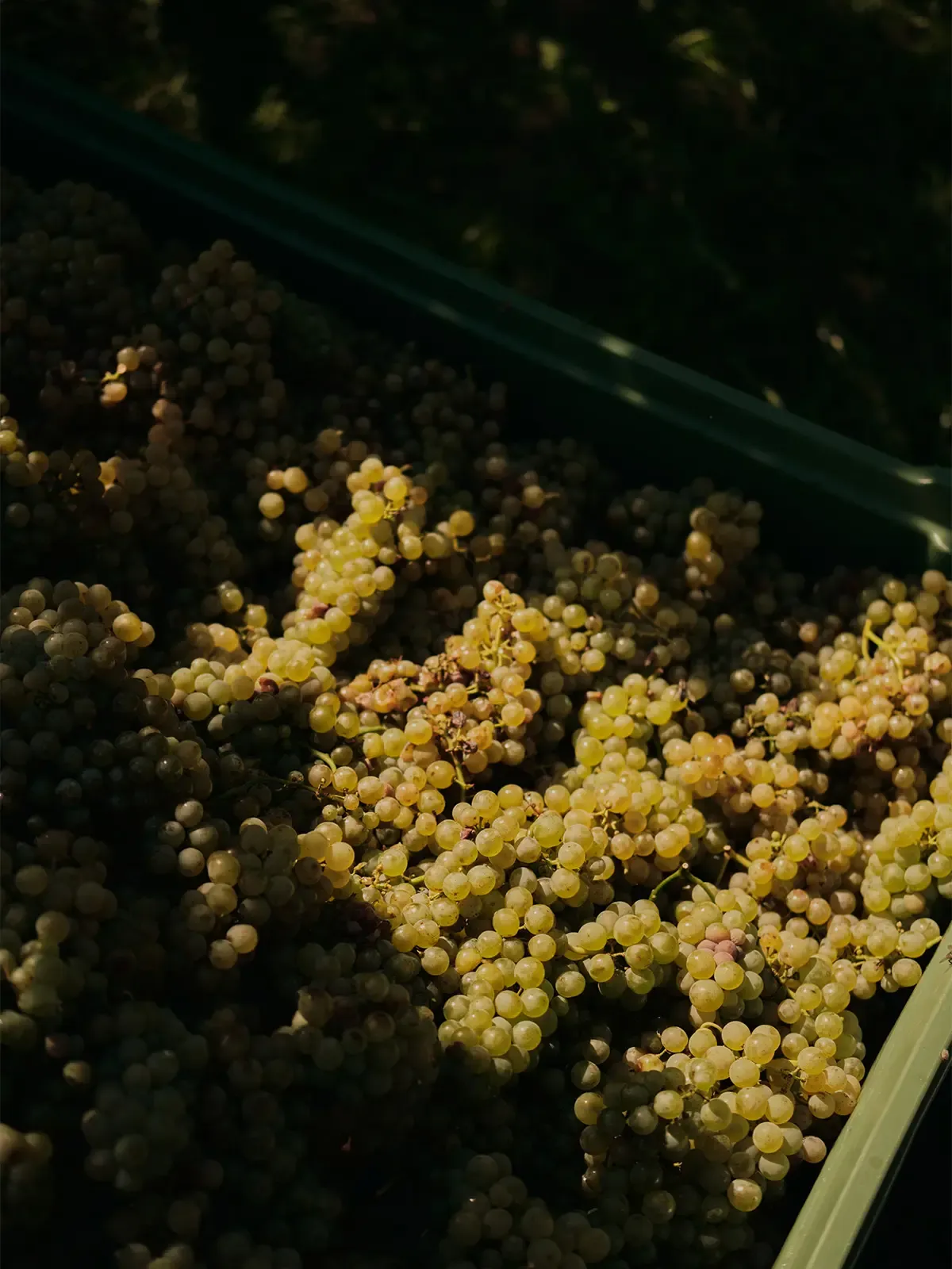 Gedeckter Tisch für Private Dinner