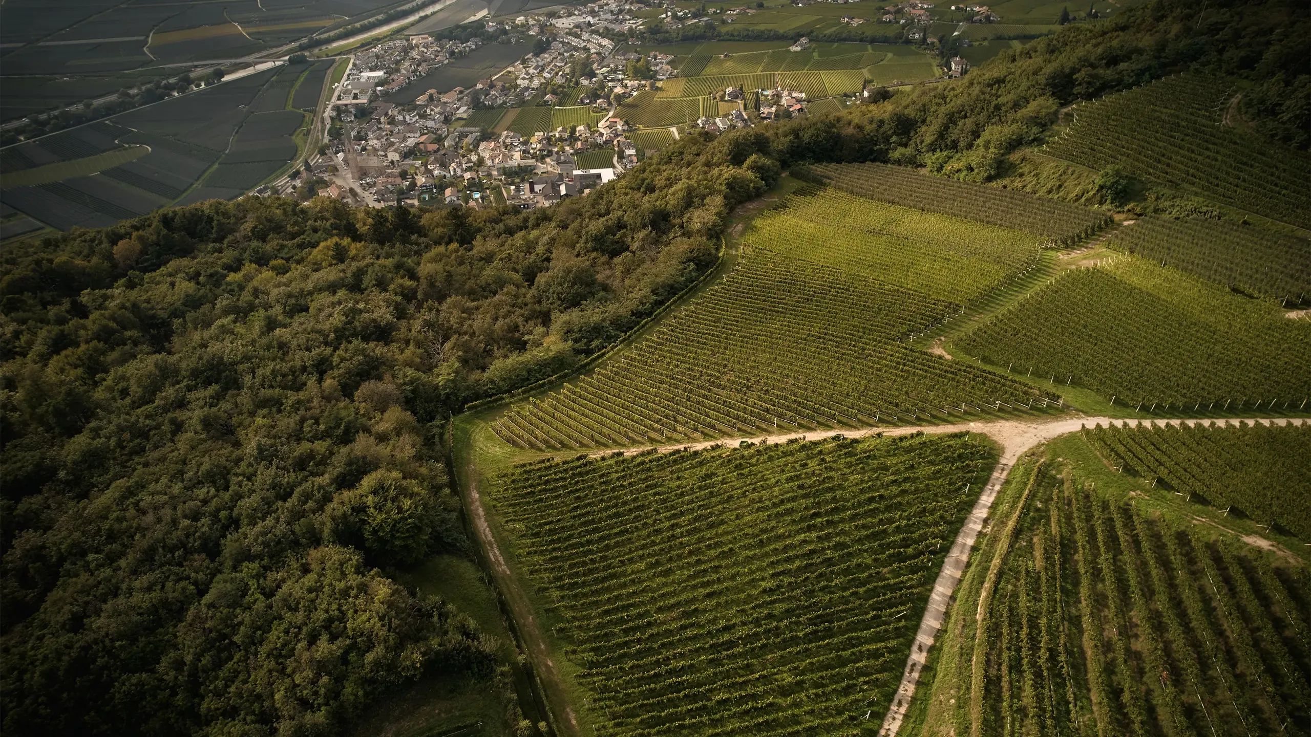 Blick auf Terlan und das Etschtal