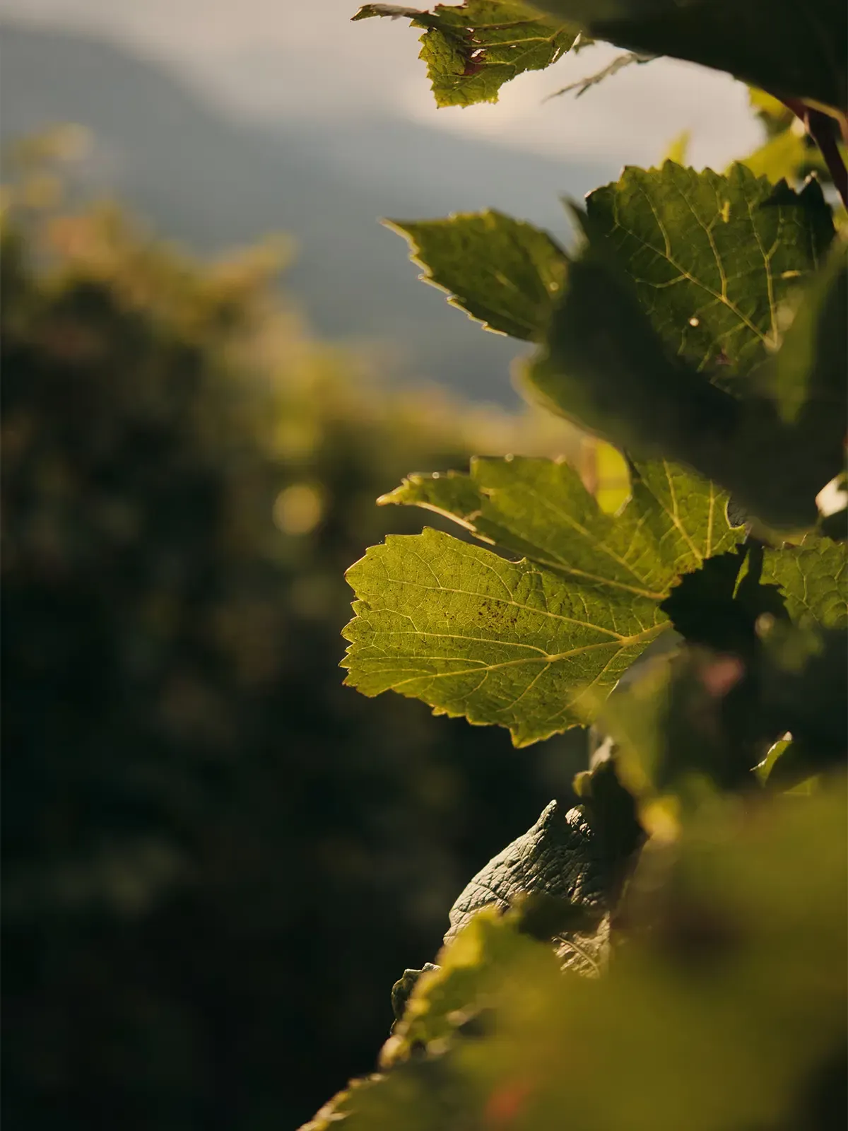 Natur und Hirschgehege