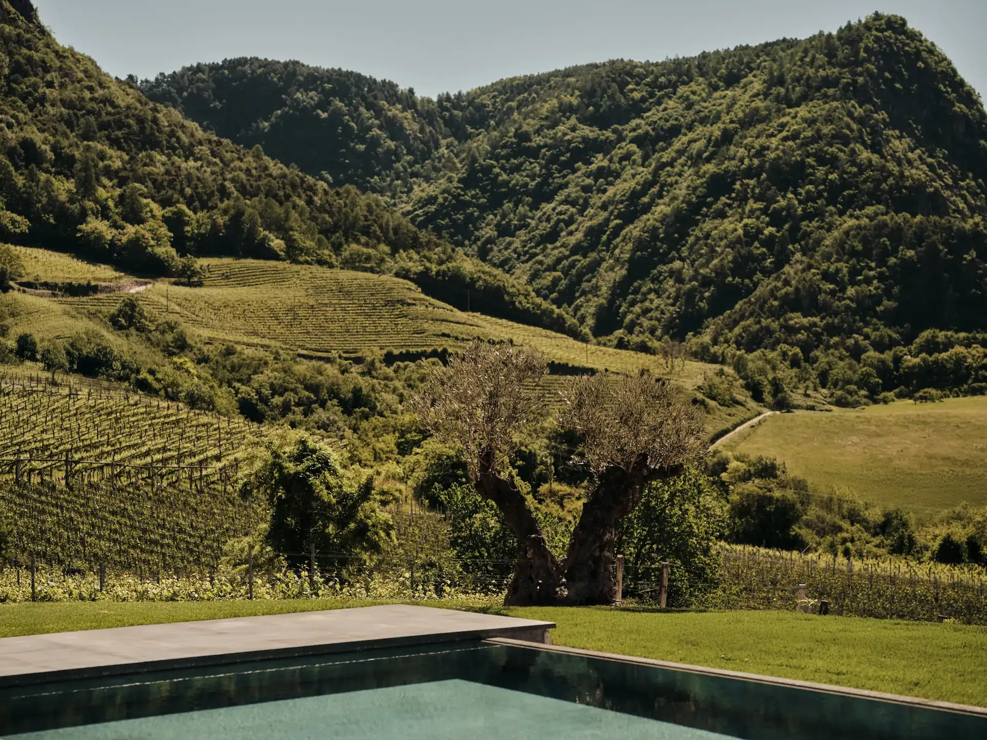 Salzwasserpool mit Liegemöglichkeiten und Blick auf die Weinberge in Terlan