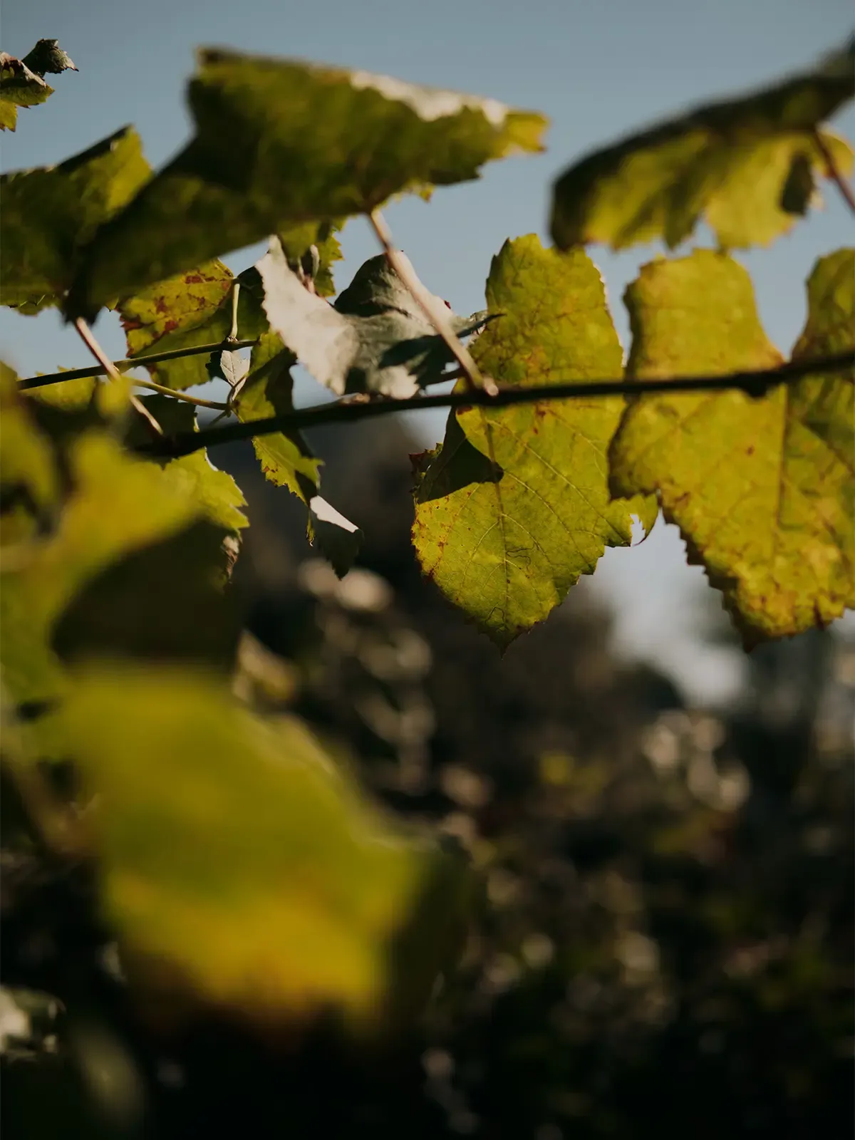 Service & Setup Event