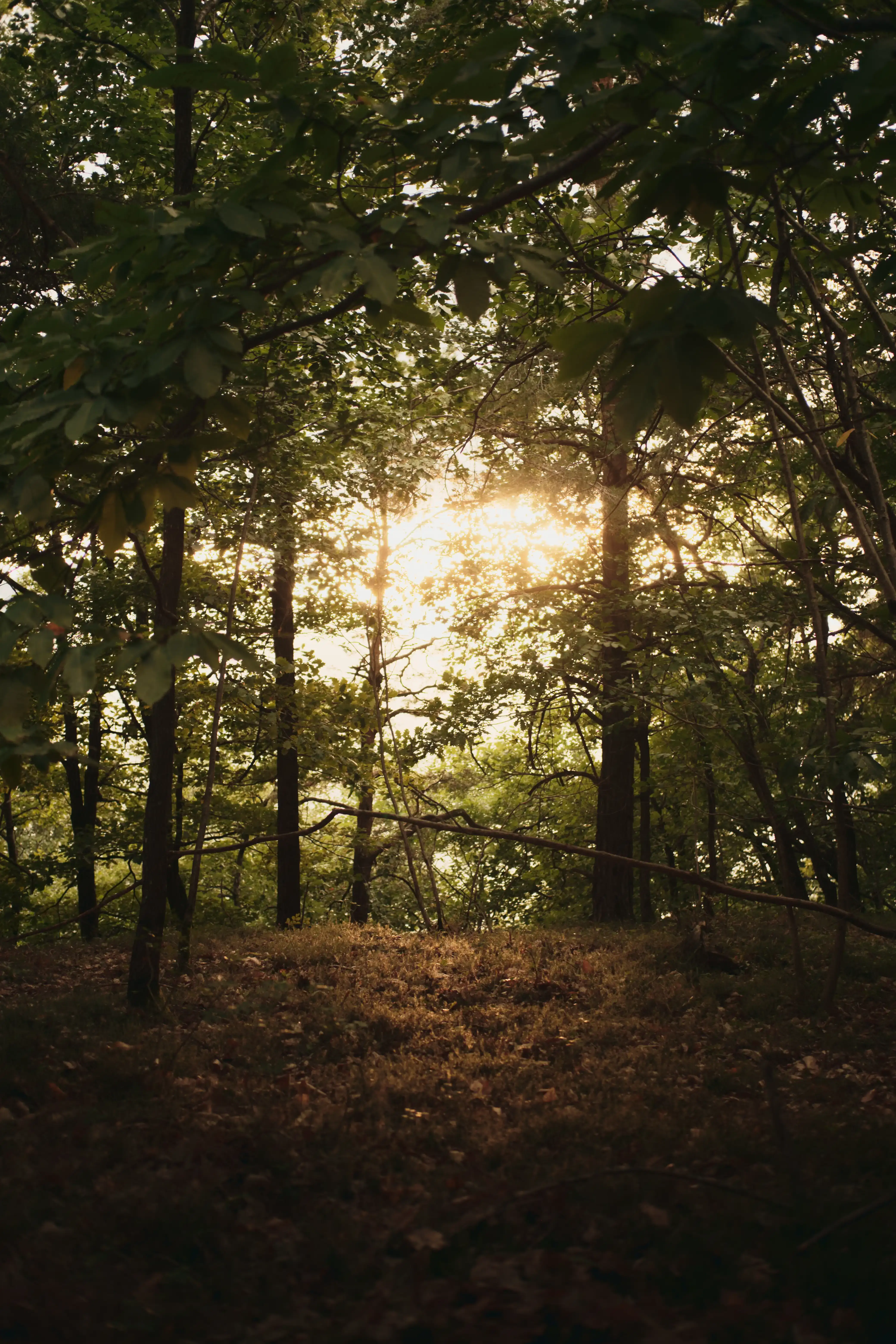 Wald bei Anima Suites in Terlan